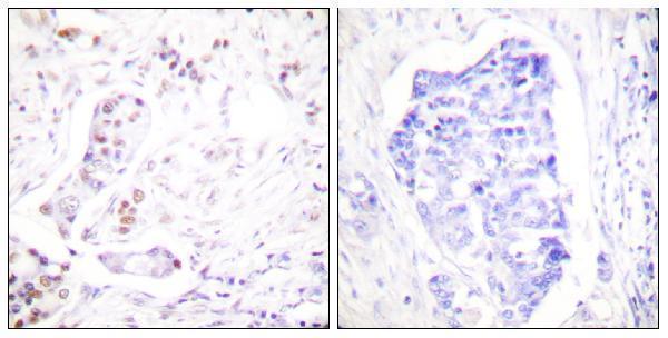 a03889 2 ccna1 primary antibodies ihc testing 1