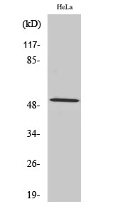 a03889 2 ccna1 primary antibodies wb testing 2