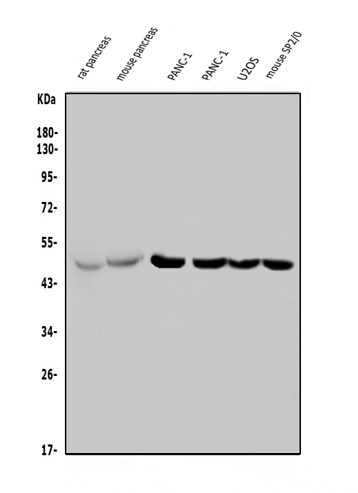  Western blot analysis of PTF1A using anti-PTF1A antibody (A03891-2)