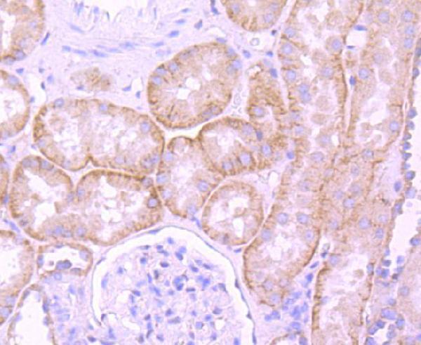 a03894 2 lamb1 primary antiboties ihc testing 1