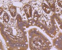 a03894 2 lamb1 primary antiboties ihc testing 2