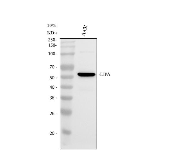 a03895 2 lipa primary antibodies wb testing 1