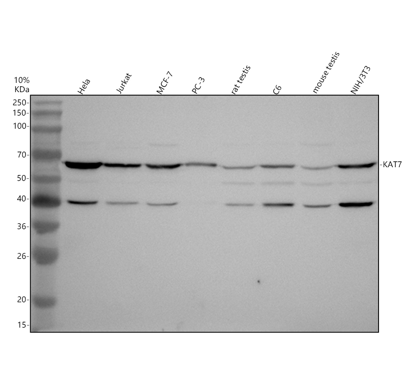 a03896 2 kat7 primary antibodies wb testing 1