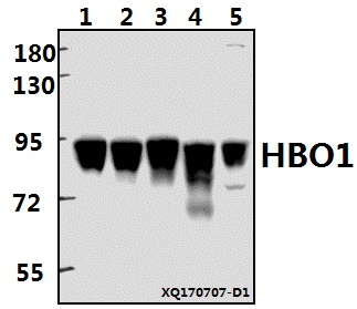 a03896s167 kat7 primary antiboties wb testing 1