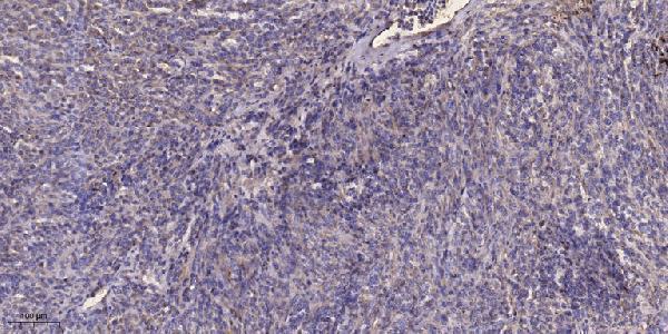 a03897 map1a primary antibodies ihc testing 1