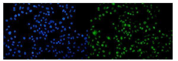 a03898 1 actr2 primary antibodies if testing 3
