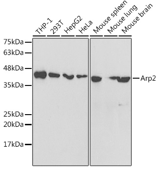 a03898 actr2 primary antiboties wb testing 1