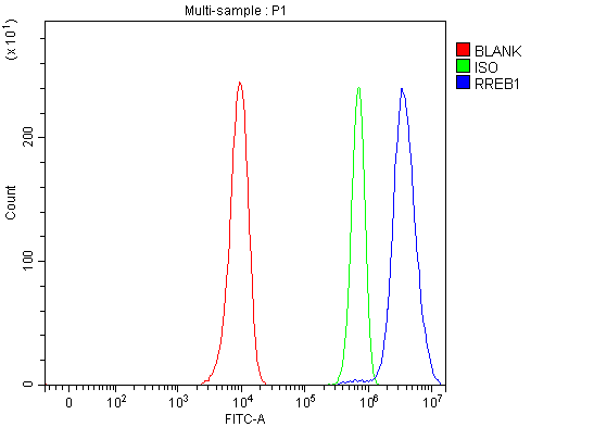  Flow Cytometry analysis of Hela cells using anti-RREB1 antibody (A03902-2)
