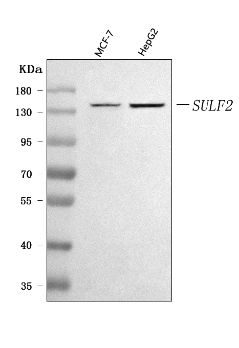 a03903 2 sulf2 primary antibodies wb testing 1