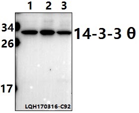 Western blot (WB) analysis of 14-3-3 θ (W228) polyclonal antibody at 1:500 dilution                                                                                                                                                                                                                                                                                                                                                                                        Lane1:Hela whole cell lysate(40ug)
Lane2:C6 whole cell lysate(40ug)
Lane3:NIH-3T3 whole cell lysate(40ug)