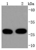 a03904 2 ywhaq primary antiboties wb testing 1
