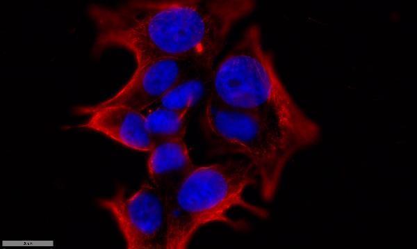 a03904 ywhaq primary antibodies if testing 1