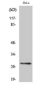 Western Blot analysis of Hela cells using 14-3-3 θ/τ Polyclonal Antibody diluted at 1:500