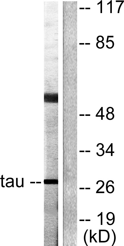 Western blot analysis of lysates from HeLa cells, using 14-3-3 thet/tau Antibody