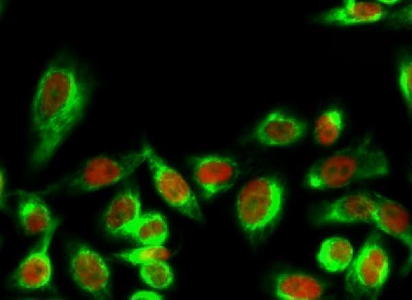 a03904s232 1 ywhaq primary antibodies if testing 5