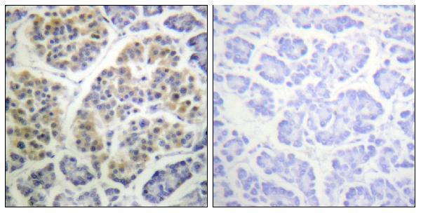 Immunohistochemistry analysis of paraffin-embedded human pancreas, using 14-3-3 thet/tau (Phospho-Ser232) Antibody