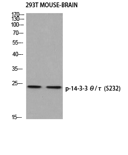 Western blot analysis of 293T MOUSE-BRAIN using p-14-3-3 θ/τ (S232) antibody