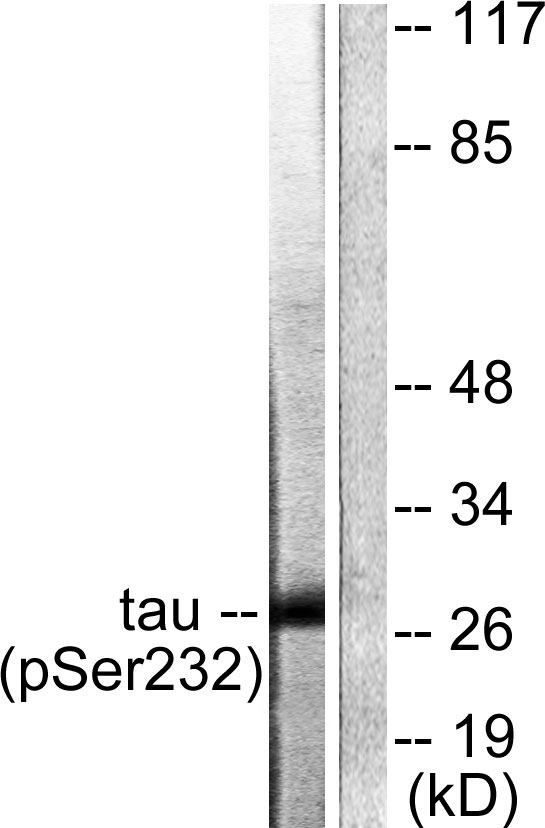 Western blot analysis of lysates from HeLa cells, using 14-3-3 thet/tau (Phospho-Ser232) Antibody