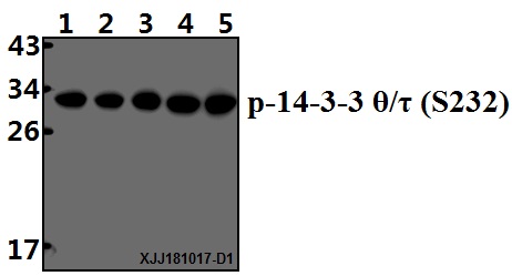 Western blot (WB) analysis of 14-3-3 θ/τ (phospho-S232) polyclonal antibody at 1:500 dilution
Lane1:A549 whole cell lysate(40µg)
Lane2:Hela whole cell lysate(40µg)
Lane3:The Brain tissue lysate of Rat(40µg)
Lane4:HEK293T whole cell lysate(40µg)
Lane5:CT-26 whole cell lysate(40µg)