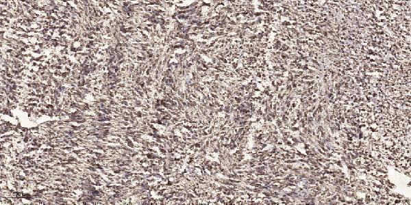 a03905 1 cdc27 primary antibodies ihc testing 1