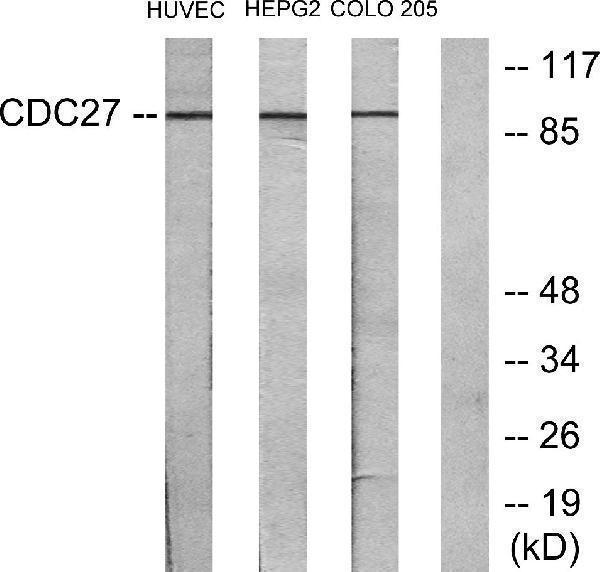 a03905 1 cdc27 primary antibodies wb testing 3
