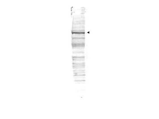 a03905 2 cdc27 primary antibodies wb testing 1