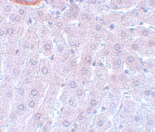 a03905 cdc27 primary antibodies ihc testing 2