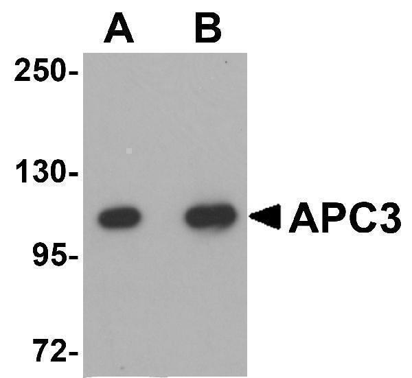 a03905 cdc27 primary antibodies wb testing 1