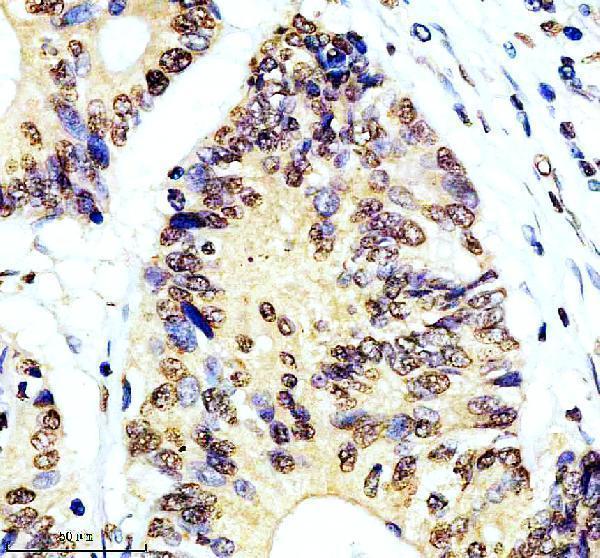 a03910 1 msl1 primary antibodies ihc testing 1