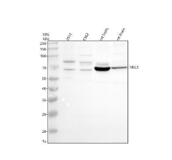 a03910 1 msl1 primary antibodies wb testing 1