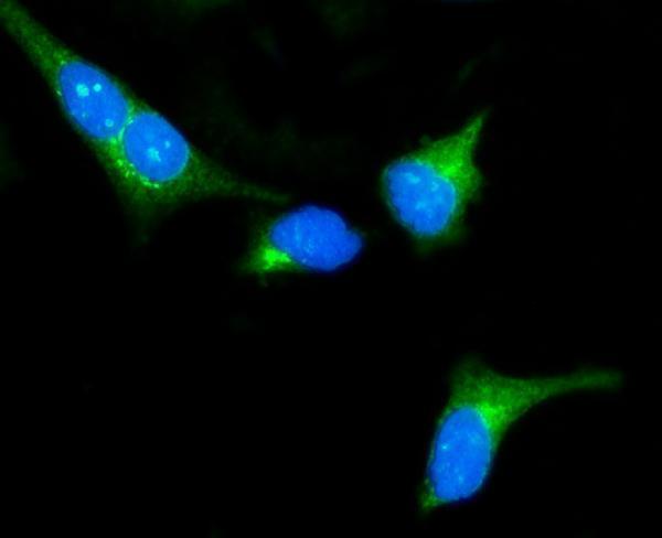  IF analysis of PKA R2/PKR2/PRKAR2A using anti-PKA R2/PKR2/PRKAR2A antibody (A03911-2)