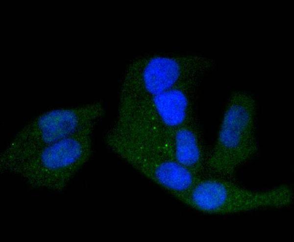 ICC staining phospho-PKA R2 (S99) in Hela cells (green)