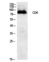 Western Blot analysis of 293 cells using CD6 Polyclonal Antibody