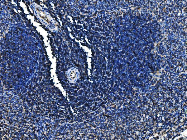  IHC analysis of Cd6 using anti-Cd6 antibody (A03913-2)