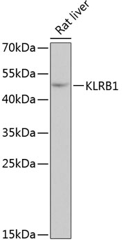 a03917 klrb1 primary antiboties wb testing 1