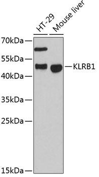 a03917 klrb1 primary antiboties wb testing 2