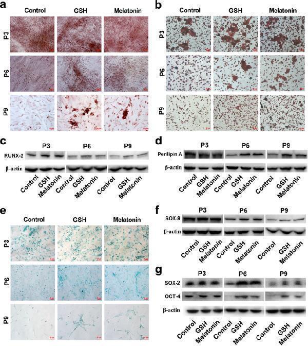 a03918 1 13287_2019_1404_fig4_html