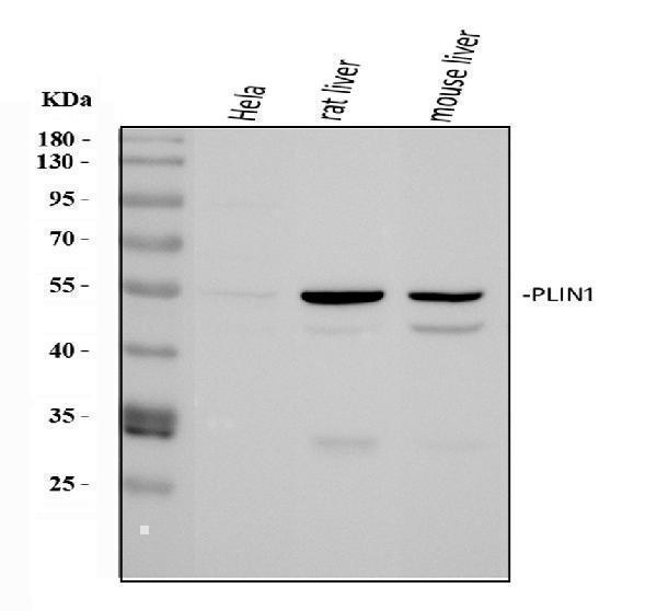 a03918 1 perilipin a primary antibodies wb testing 1