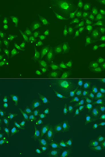 a03920 1 ifit3 primary antiboties if testing 3