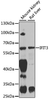 a03920 1 ifit3 primary antiboties wb testing 1