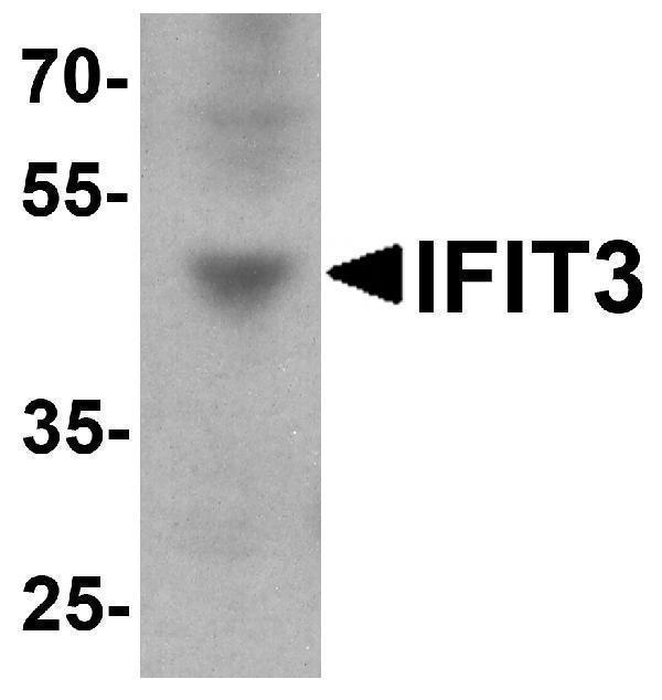 a03920 ifit3 primary antibodies wb testing 1