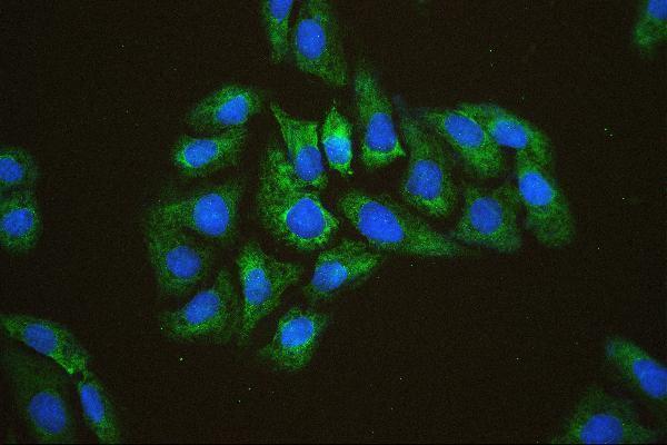 a03922 2 eif4a primary antibodies if testing 6