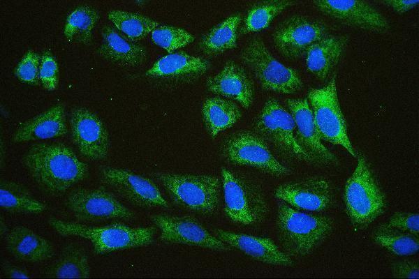 a03922 2 eif4a primary antibodies if testing 7