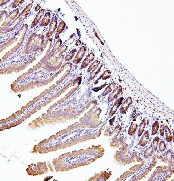a03922 2 eif4a primary antibodies ihc testing 2