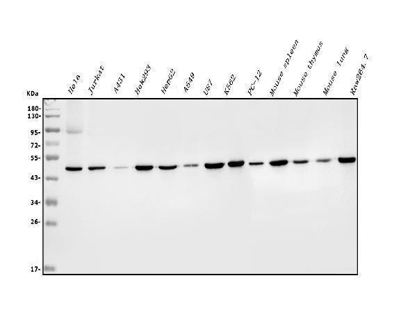 a03922 2 eif4a primary antibodies wb testing 10_1