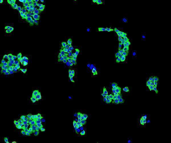 a03922 3 eif4a1 primary antibodies icc testing 5