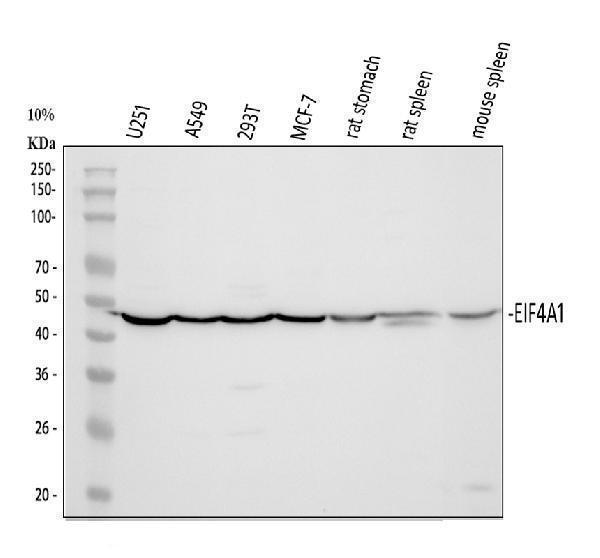 a03922 3 eif4a1 primary antibodies wb testing 1_1