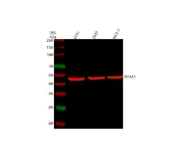a03922 3 eif4a1 primary antibodies wb testing 7