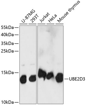 Western blot analysis of extracts of various cell lines, using UBE2D3 antibody  at 1:1000 dilution