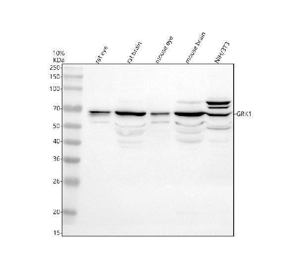 Western blot analysis of GRK1 using anti-GRK1 antibody (A03924-2)
